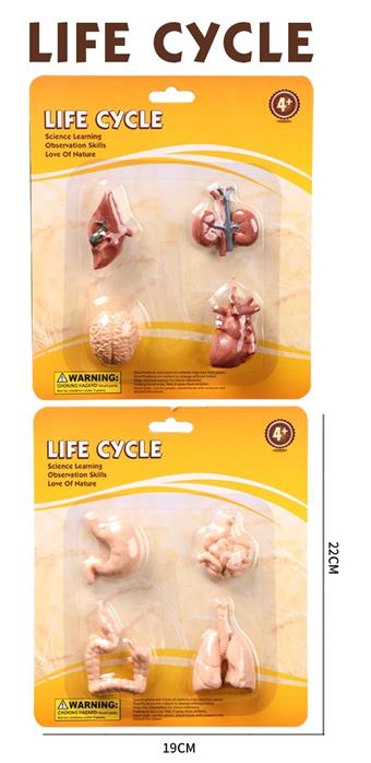 Human organ model   ITEM NO.： W001941