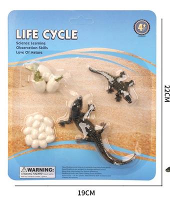Crocodile Growth Cycle B   ITEM NO.： W001942